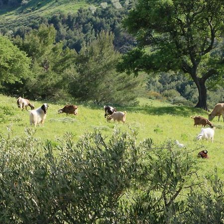 B&B Il Vigneto Trebisacce Ngoại thất bức ảnh